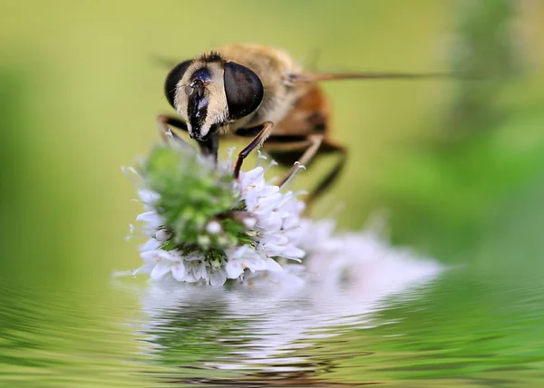 Large Wild Bee Collects Nectar Garden Mint Flower — Stock Photo, Image