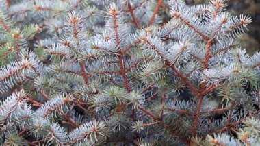 Noel bir unsuru olarak doğal koşullarda yeşil Ladin dallarında