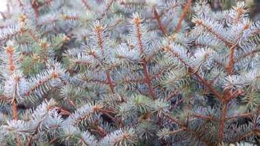 Noel bir unsuru olarak doğal koşullarda yeşil Ladin dallarında