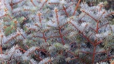 Noel bir unsuru olarak doğal koşullarda yeşil Ladin dallarında