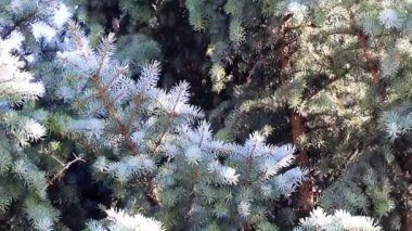 Noel bir unsuru olarak doğal koşullarda yeşil Ladin dallarında