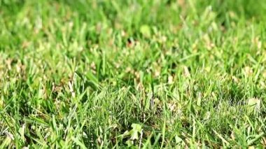 güzel yeşil çim Bahçe çim bir yaz gününde