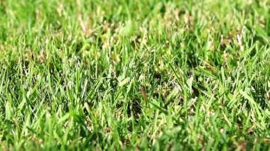 güzel yeşil çim Bahçe çim bir yaz gününde