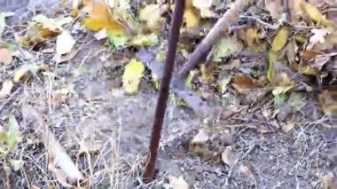 Eski Kuru Bahçe yerden bırakır