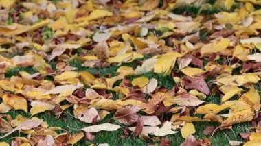 ağaçlar kuru sonbahar yaprakları çim yeşil çim üzerinde yalan