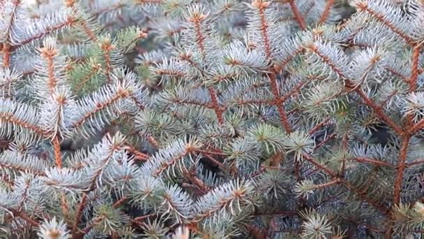 Branches Green Spruce Natural Conditions Element Christmas — Stock Video