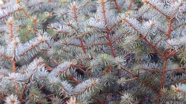 在自然条件下的绿色云杉的分支作为圣诞节的元素 — 图库视频影像