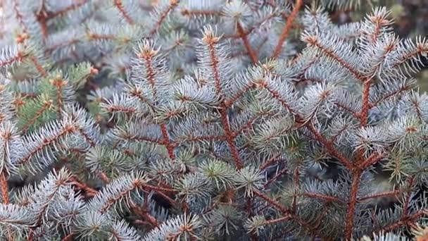 在自然条件下的绿色云杉的分支作为圣诞节的元素 — 图库视频影像