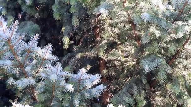 Branches Green Spruce Natural Conditions Element Christmas — Stock Video