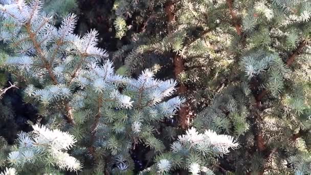 Zweige Grüner Fichten Natürlicher Umgebung Als Weihnachtliches Element — Stockvideo