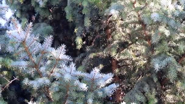 Gałęzie Zielony Świerk Naturalnych Warunkach Jako Element Świąt Bożego Narodzenia — Wideo stockowe