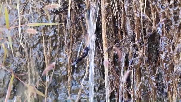 Raíces Tierra Plantas Corrientes Agua Limpia — Vídeos de Stock