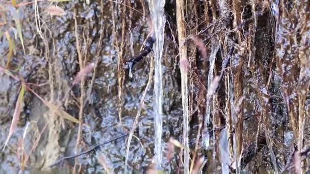 Raíces Tierra Plantas Corrientes Agua Limpia — Vídeo de stock