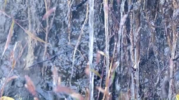 清洁水流中的地面和植物根 — 图库视频影像