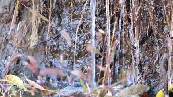 Wortels Van Grond Plant Schoon Water Stromen — Stockvideo