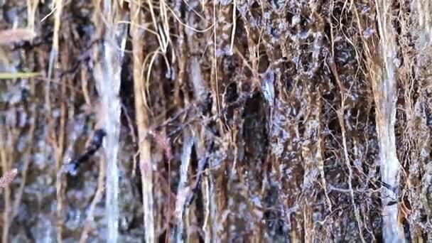 Raíces Tierra Plantas Corrientes Agua Limpia — Vídeos de Stock