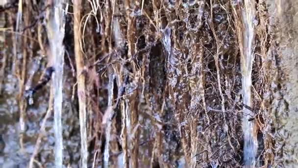 Wortels Van Grond Plant Schoon Water Stromen — Stockvideo