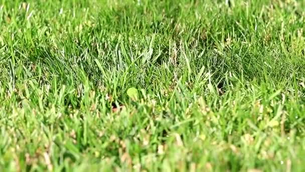 Schönes Grünes Gras Eines Gartenrasens Einem Sommertag — Stockvideo