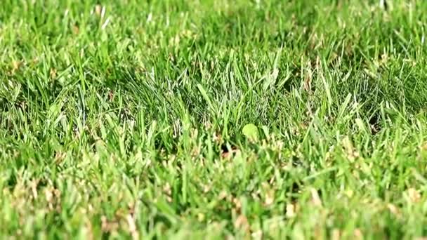 Mooie Groene Gras Van Een Tuin Gazon Een Zomerdag — Stockvideo