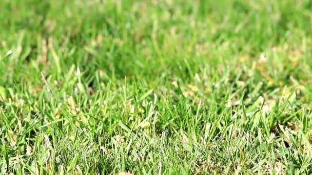 夏の日に庭の芝生の美しい緑の草 — ストック動画