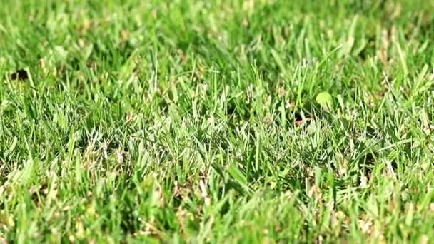 夏の日に庭の芝生の美しい緑の草 — ストック動画