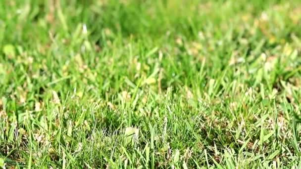 美丽的绿色草的花园草坪在夏日 — 图库视频影像