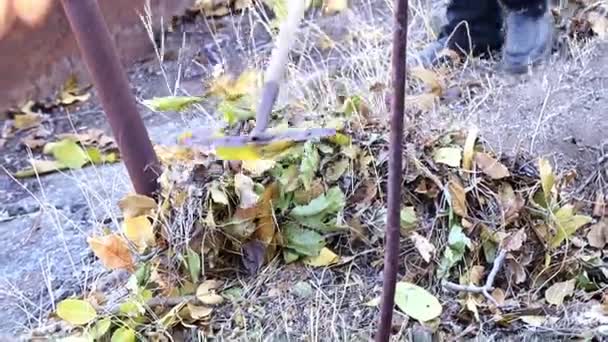 Gartenarbeit Mit Alten Trockenen Blättern Aus Dem Boden — Stockvideo