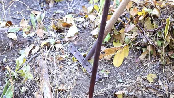 Gartenarbeit Mit Alten Trockenen Blättern Aus Dem Boden — Stockvideo