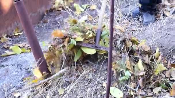 Gardening Old Dry Leaves Ground — Stock Video