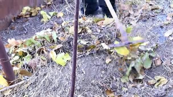 Gartenarbeit Mit Alten Trockenen Blättern Aus Dem Boden — Stockvideo