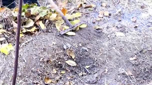 Gardening Old Dry Leaves Ground — Stock Video