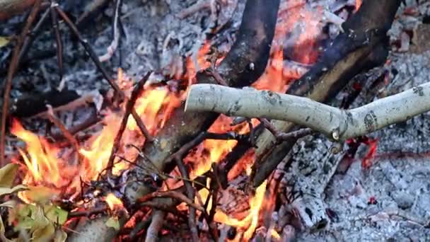 Eld Och Brand Brasa Som Naturkatastrof — Stockvideo