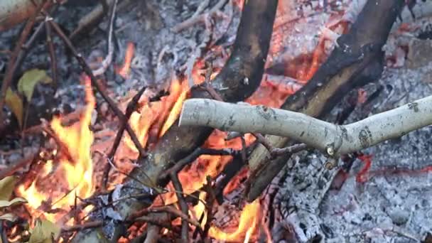 Flammen Und Lagerfeuer Als Naturkatastrophe — Stockvideo