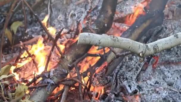Flammen Und Lagerfeuer Als Naturkatastrophe — Stockvideo