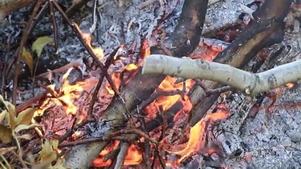 Flammen Und Lagerfeuer Als Naturkatastrophe — Stockvideo