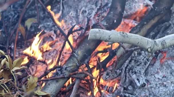 Vlammen Brand Vreugdevuur Als Een Natuurramp — Stockvideo