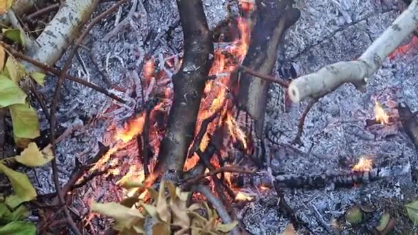 Fiamme Fuoco Falò Come Disastro Naturale — Video Stock