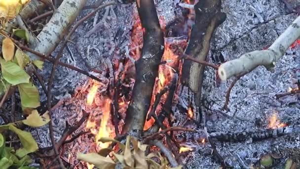 Llamas Hogueras Fuego Como Desastre Natural — Vídeo de stock