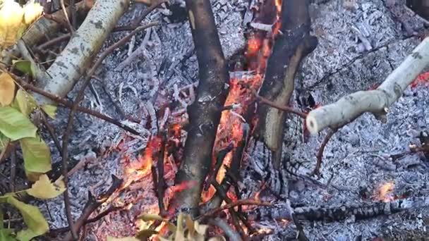 Φλόγες Και Φωτιά Φωτιά Φυσική Καταστροφή — Αρχείο Βίντεο