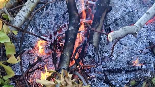 feuilles d'automne sèches des arbres sont couchés sur l'herbe verte de la pelouse 
