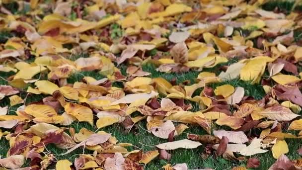 Jsou Suché Podzimní Listí Stromů Leží Zelené Trávě Trávníku — Stock video