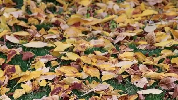 Droge Herfst Bladeren Van Bomen Liggen Het Groene Gras Van — Stockvideo