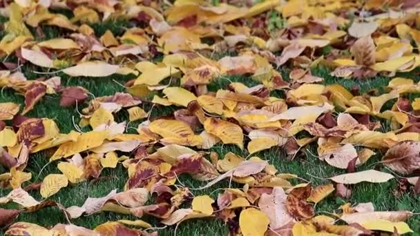 Trockene Herbstblätter Von Bäumen Liegen Auf Dem Grünen Rasen — Stockvideo