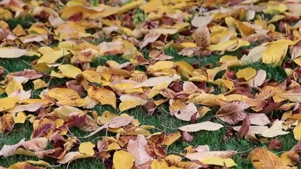 Сухие Осенние Листья Деревьев Лежат Зеленой Траве Газона — стоковое видео