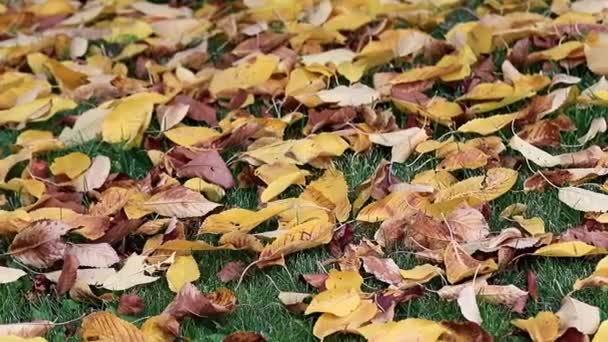 Foglie Secche Autunno Alberi Sono Sdraiati Sull Erba Verde Del — Video Stock