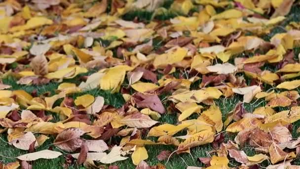 Feuilles Automne Sèches Des Arbres Sont Couchés Sur Herbe Verte — Video