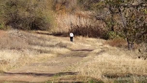 Jonge Vrouw Onder Herfst Bos Weg Joggen — Stockvideo