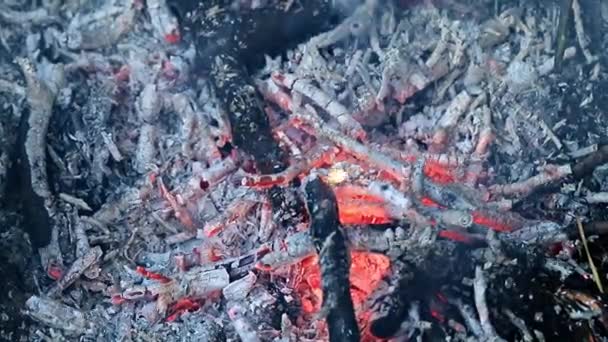 Пламя Огонь Костер Стихийное Бедствие — стоковое видео