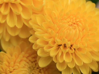 güzel bahçe çalı sarı kasımpatı dekorasyon olarak