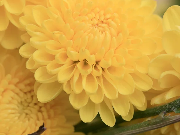 Encantador Jardín Arbusto Crisantemos Amarillos Como Decoración — Foto de Stock